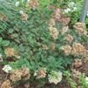 Royal Star Phantom Hydrangea